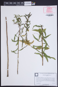 Solidago tortifolia image