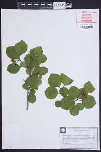 Crataegus sororia image