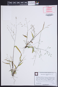 Kellochloa verrucosa image