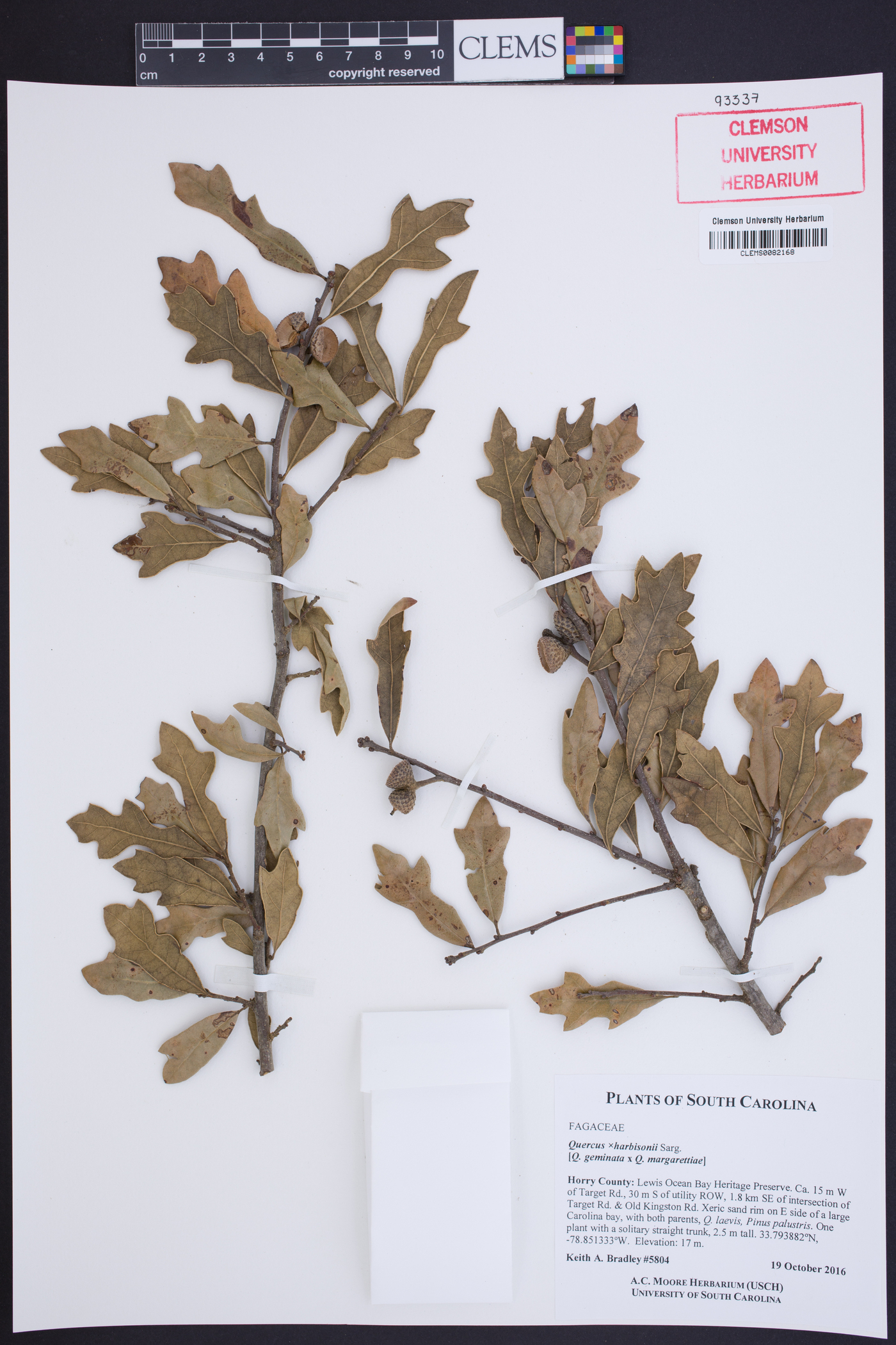 Quercus x harbisonii image