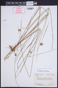 Scleria ciliata image