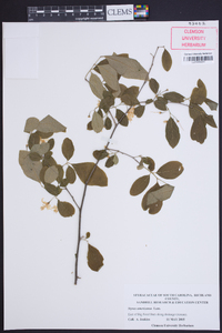 Styrax americanus image