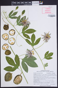 Passiflora incarnata image