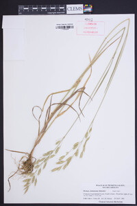 Bromus commutatus image