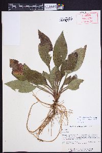 Solidago vaseyi image