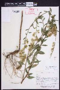 Solidago vaseyi image
