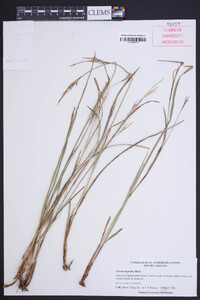 Scleria oligantha image