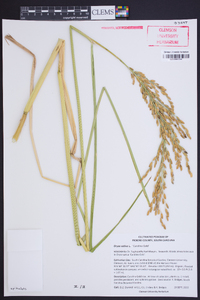 Oryza sativa image