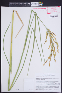 Oryza sativa image