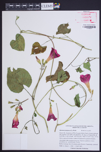 Ipomoea purpurea image