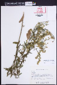 Solidago vaseyi image