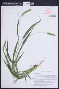 Setaria faberi image