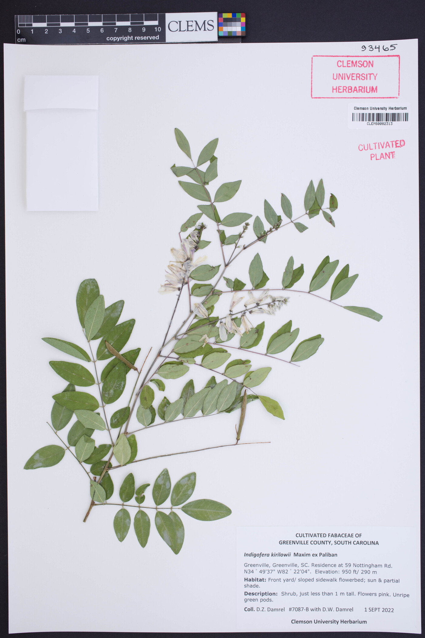 Indigofera kirilowii image