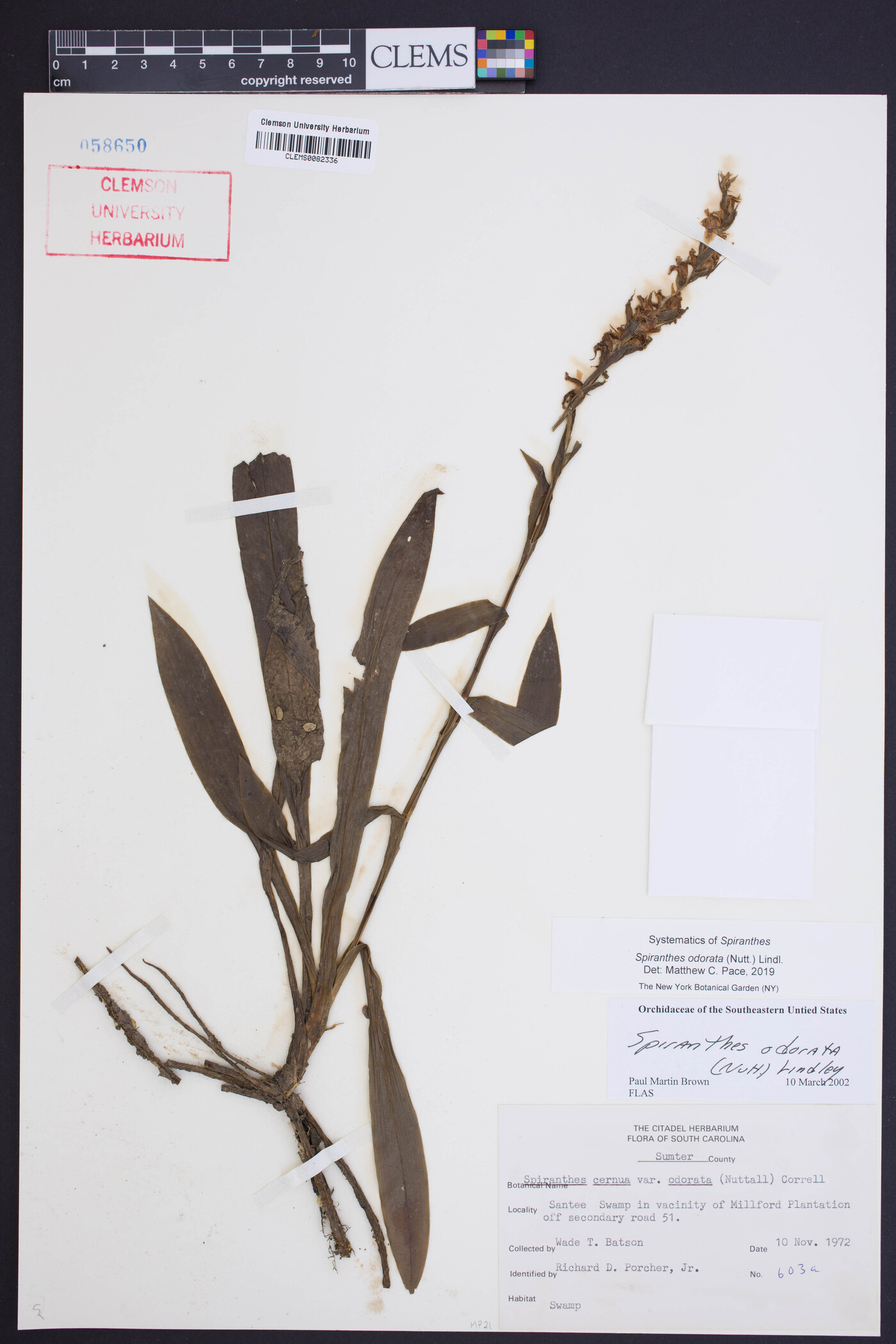 Spiranthes odorata image
