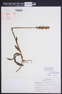 Spiranthes odorata image