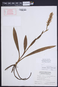 Spiranthes odorata image