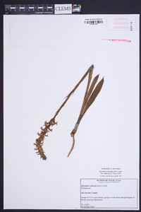 Spiranthes odorata image