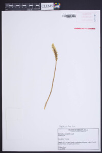 Spiranthes porrifolia image