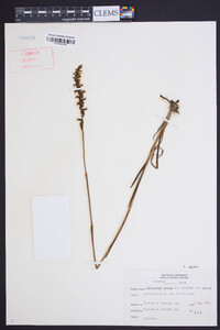 Spiranthes sylvatica image