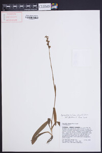 Spiranthes triloba image