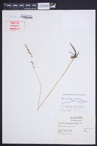 Spiranthes eatonii image