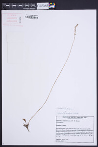 Spiranthes eatonii image