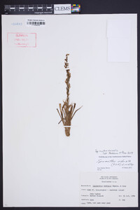 Spiranthes vernalis image