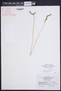 Spiranthes lacera var. gracilis image