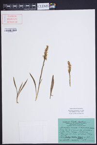 Spiranthes cernua image