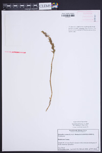 Spiranthes cernua image