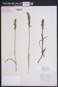 Spiranthes cernua image