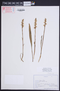 Spiranthes cernua image