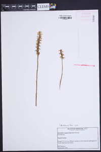 Spiranthes magnicamporum image