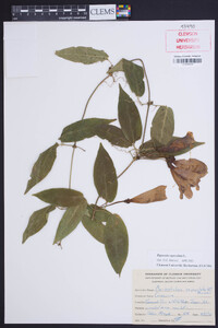 Bignonia capreolata image