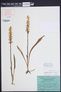 Spiranthes cernua image