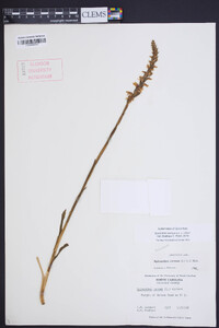 Spiranthes cernua image