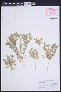 Lepidium lasiocarpum image