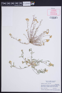 Physaria gordonii image