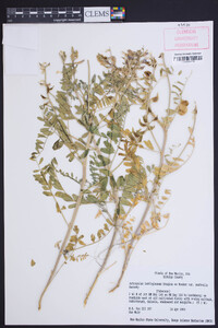 Astragalus lentiginosus var. australis image