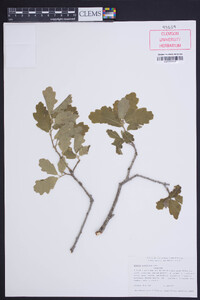 Quercus x undulata image