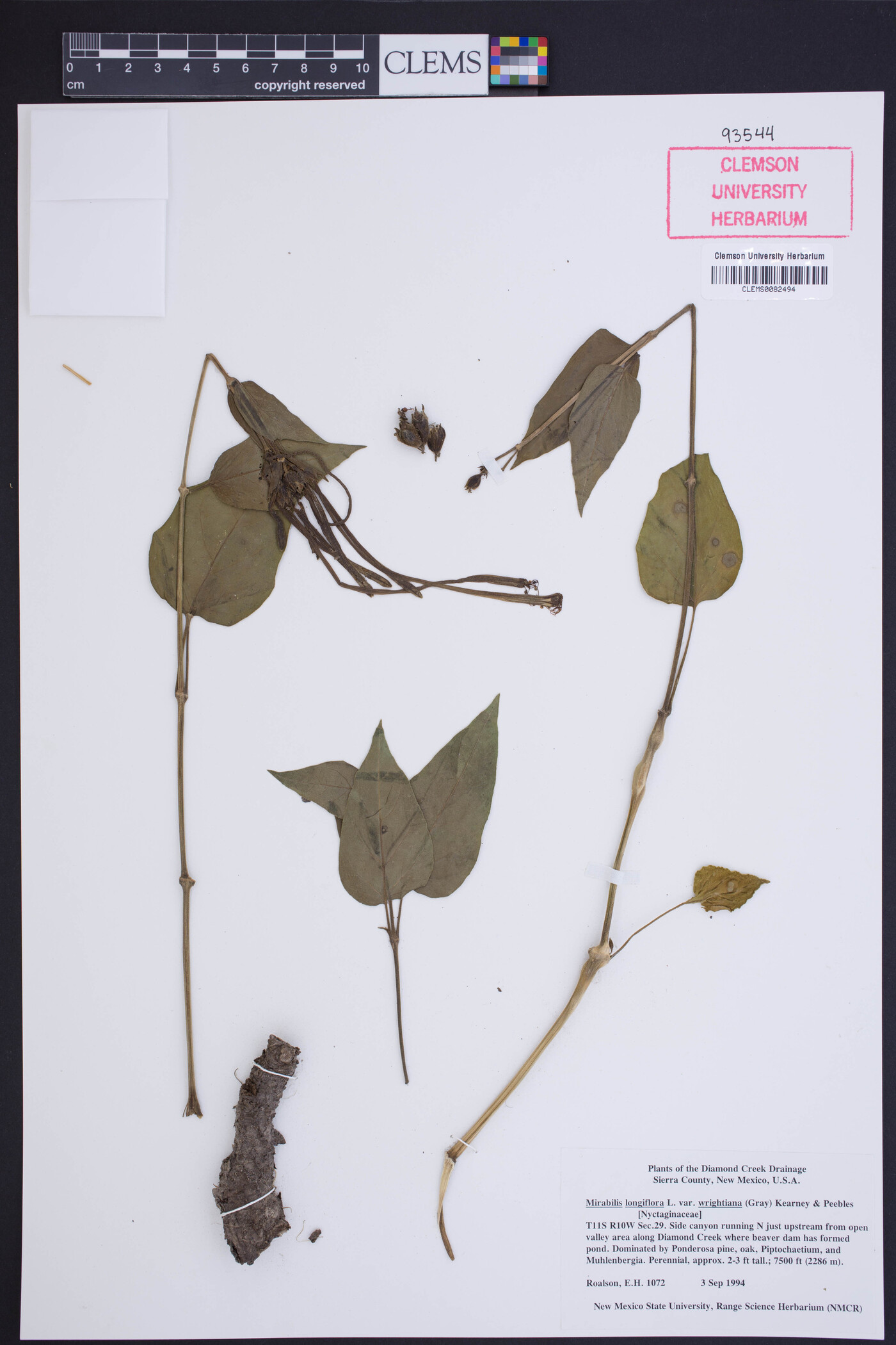 Mirabilis longiflora var. wrightiana image