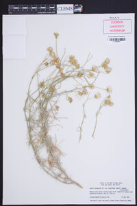 Senecio flaccidus var. flaccidus image