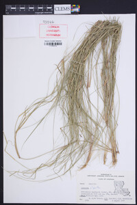 Aristida oligantha image