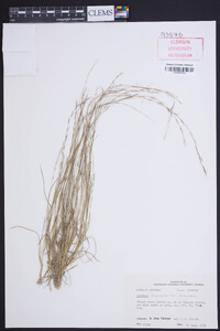 Aristida longespica var. longespica image