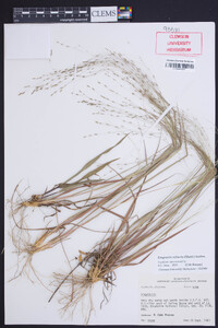 Eragrostis refracta image