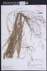 Eragrostis refracta image