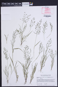 Eragrostis pectinacea var. miserrima image