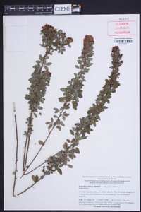 Lespedeza stuevei image