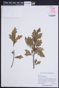 Quercus x harbisonii image