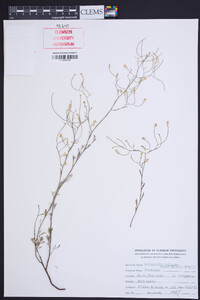 Polygonella polygama image